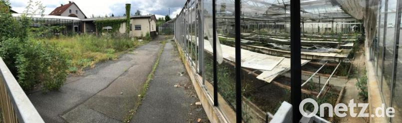 Blick in die Binner-Gärtnerei. Hier, an der Tachauer Straße gegenüber dem Fachzentrum Knorr, will Rewe einen neuen Lebensmittel-Discounter errichten. Nur ein Stadtrat stimmte gegen die Einleitung eines Verfahens für einen vorhabenbezogenen Bebauungsplanes. Bild: Gabi Schönberger