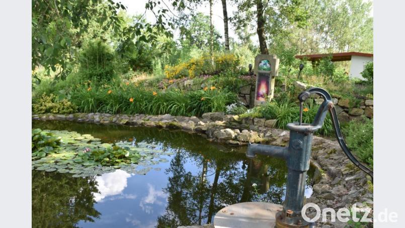 Aus einem verwilderten Gelände nahe des Waldfriedhofs haben die Mitglieder des Fördervereins eine paradiesische Naturoase gemacht. Seerosen blühen auf dem Teich. Bild: hcz