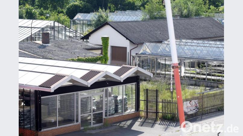 Auf dem Areal der Gärtnerei Binner an der Tachauer Straße will die Rewe-Markt GmbH einen Lebensmittelmarkt errichten. Expertisen geben dem Vorhaben grünes Licht. Am Mittwoch befasst sich der Bauausschuss mit dem Discounter. Bild: Gabi Schönberger