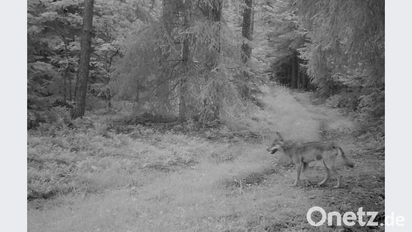 Die Wildkamera fotografierte diesen Wolf in der Nähe von Pirk. Bild: Markus Fichtner / Alfons Ermer/exb