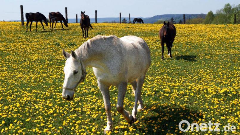 Da kommen auch die Pferde ins Schwitzen: In der kommenden Woche stehen rund 30 Grad in der Spitze auf dem Programm. Archivbild: Petra Hartl