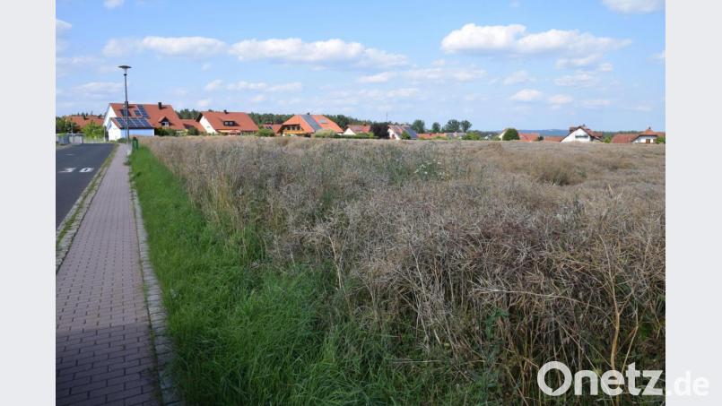 Die Rapsernte steht zwar noch an, doch dann werden in wenigen Monaten die Baumaschinen anrücken. Der Gemeinderat in Ebermannsdorf hat für das Baugebiet &quot;Barbarafeld&quot; die öffentliche Auslegung der Planungen für eine Wohnbebauung beschlossen. Bild: bö