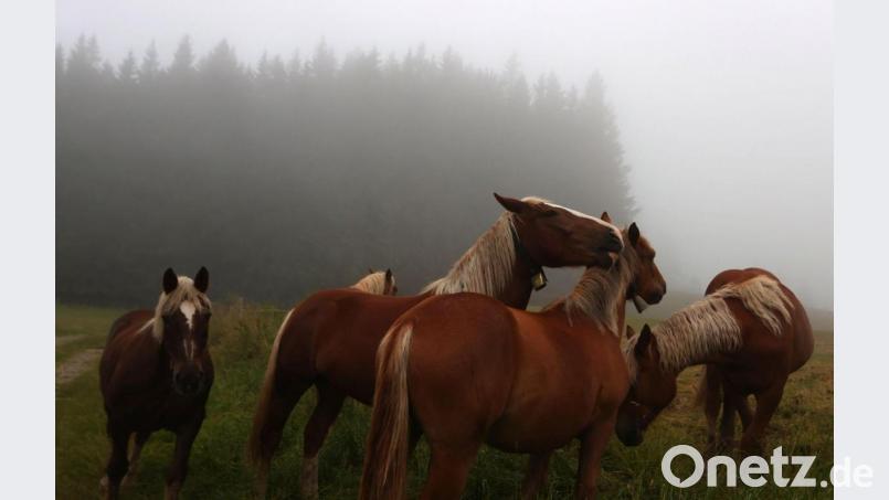 Angeklagte und Opfer teilten die Leidenschaft für Pferde. Symbolbild: Karl-Josef Hildenbrand/dpa