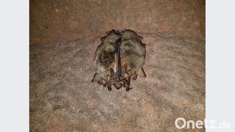 Aus einem zusammengekuschelten und in tiefen Winterschlaf versunkenen &quot;Gewirr&quot; von Ohren, Flughäuten und Füßen die Art zu bestimmen, ist nicht einfach. Hier sind es drei Große Mausohren, die in einem Keller irgendwo bei Pressath die kalte Jahreszeit verschlafen. Bild: bjp Bild: bjp