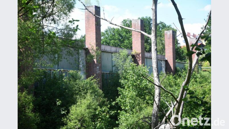 Wildes Grün hat sich auf den Altlastenflächen bei den Tritschlerruinen breit gemacht. Ranken sich hier bald Blumen und Pflanzen einer Landesgartenschau in Neustadt/WN? Sie sollen aber die Glastradition hier nicht vergessen lassen. Bild: Gabi Schönberger