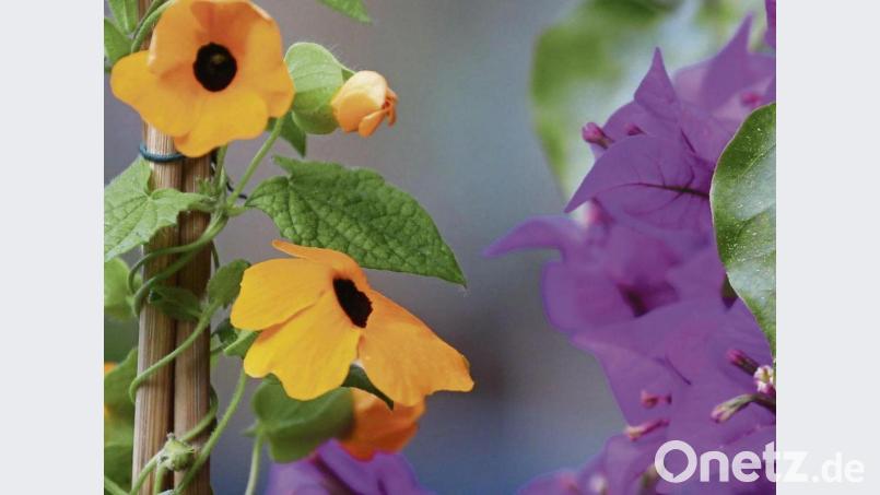 Die Schwarzäugige Susanne (Thunbergia alata) hält nur ein Jahr, während Bougainvilleen (Bougainvillea) zu den Mehrjährigen gehören – im Topf aber im Winter rein müssen. Bild: Karl-Josef Hildenbrand/dpa
