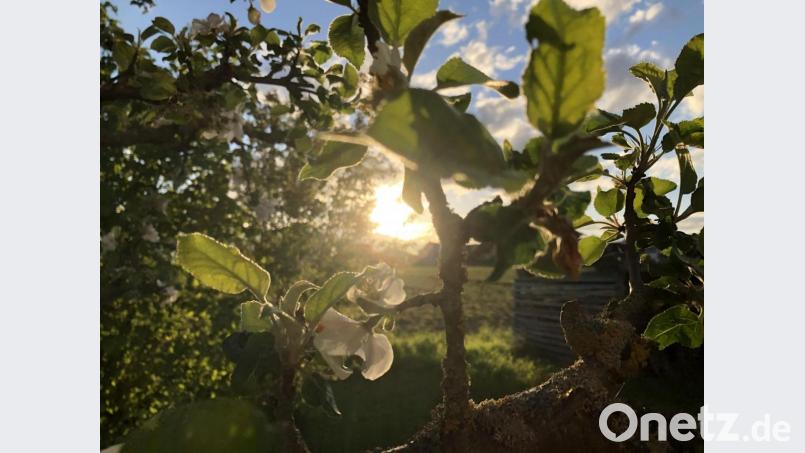 Ein Apfelbaum könnte es natürlich auch sein: Die Amberger sind aufgerufen, zum Tag der deutschen Einheit Bäume zu pflanzen. Bild: eik