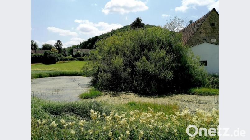 Der Hiltl-Weiher in Tabernackel verlandet immer mehr. Der Eigentümer soll zur Pflege dieser Wasserstelle aufgefordert werden, hieß es im Gemeinderat. Bild: ds