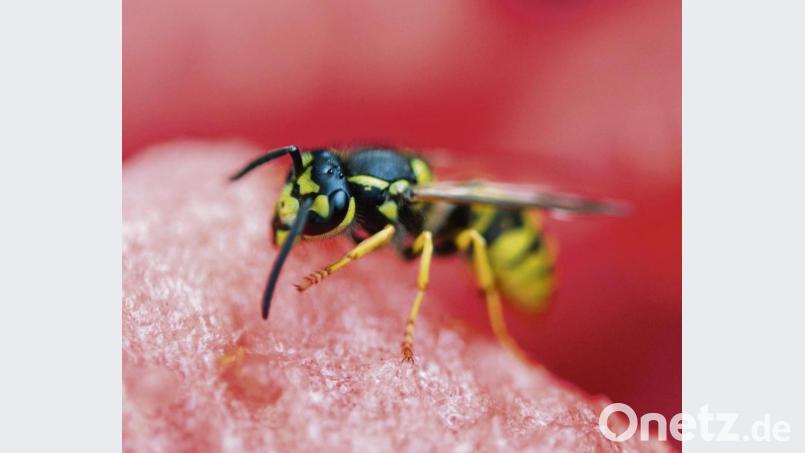 Im Sommer haben Wespen Hochsaison. Eine Expertin gibt Tipps, wie Tierfreunde die nützlichen aber oftmals lästigen Insekten fernhalten können. Bild: Inga Kjer/dpa