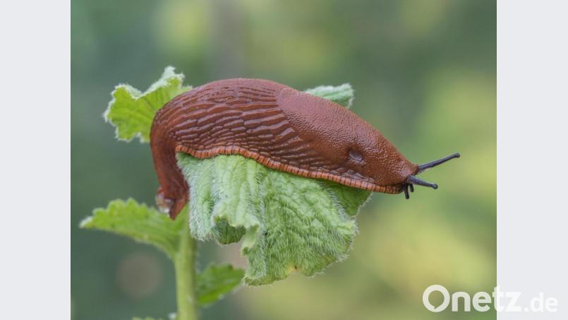 Die Spanische Wegschnecke: Es gibt kaum Gärten, die von dem gefräßigen Weichtier verschont bleiben. Bild: Norbert Vetter/exb