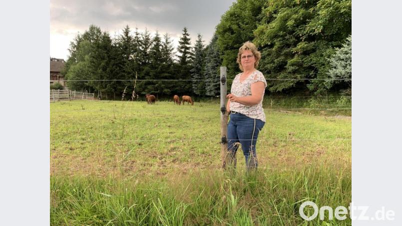Rinderzüchterin Erika Sauer aus Burgtreswitz muss ihre fünf Weideflächen mit insgesamt rund zehn Hektar mit einem höheren Zaun ausstatten. Sie züchtet seit vielen Jahren Rotes Höhenvieh, eine vom Aussterben bedrohte Rinderrasse. Bild: ck