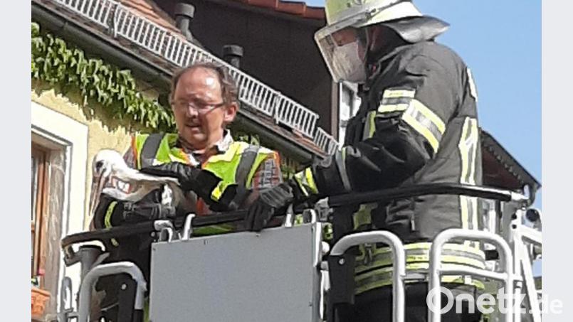 Glück im Unglück für den Jungstorch aus Luhe (Kreis Neustadt/WN): Feuerwehrmänner befreiten ihn aus seiner misslichen Lage nach einem gescheiterten Flugversuch. Bild: rgl