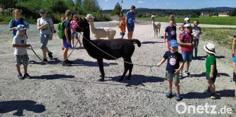 Groß war die Begeisterung der Kinder im vergangenen Jahr für das Angebot im Ferienprogramm: die Alpaka-Wanderung, organisiert von der Theatergruppe Brand. Auch heuer steht die Veranstaltung schon fest im Kalender. Archivbild: ld