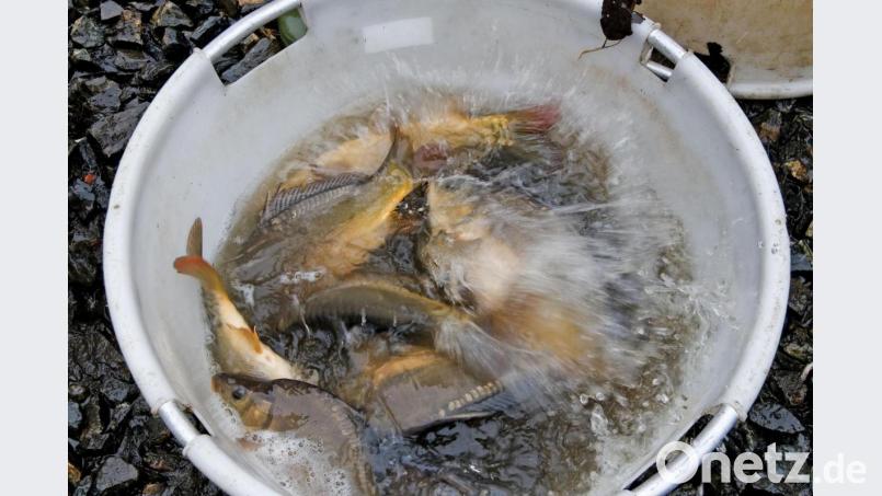 Das Ostergeschäft fiel für viele Fischzüchter und Fischlokal-Betreiber regelrecht ins Wasser. Sie blieben auf ihren Fischen und Produkten daraus sitzen. Archivbild: tr