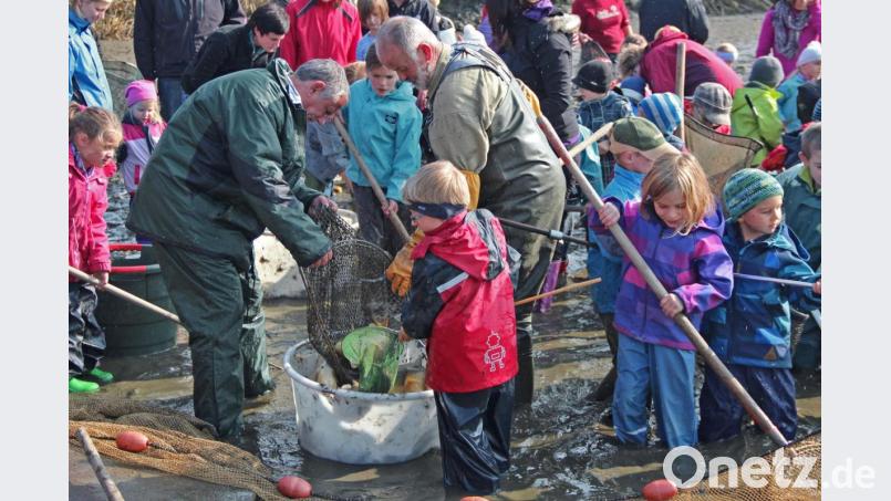 Hier lässt sich kein Sicherheitsabstand einhalten. Deshalb steht in diesem Jahr auch das beliebte Abfischen für Kinder am Gowerlhof in Rothenbürg auf der Kippe. Archivbild: tr