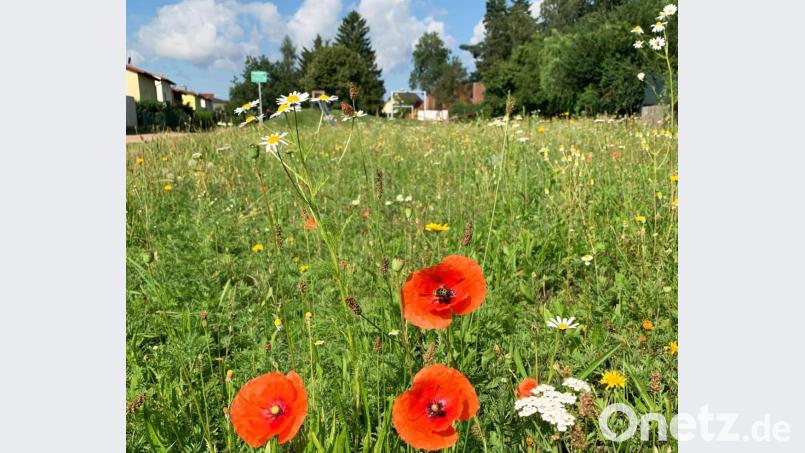 Mit dem Projekt sollen Bürger und Passanten für die Themen Artenvielfalt und Insektensterben sensibilisiert werden Bild: Tobias Reitmeier/exb