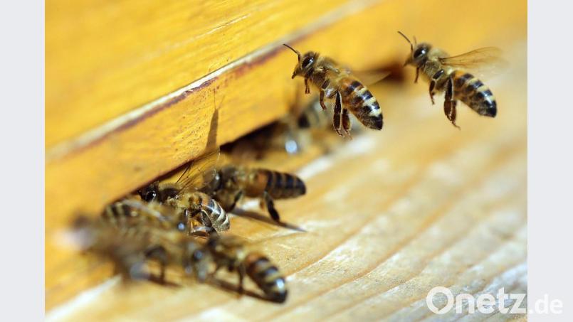 Live-Übertragungen aus dem Bienenstock wird es im kommenden Schuljahr an der Pestalozzischule in Sulzbach-Rosenberg geben. Bild: Wolfgang Kumm/dpa