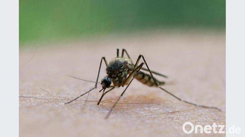 Eine Mücke saugt Blut aus dem Arm eines Mannes. Symbolbild: Patrick Pleul/dpa