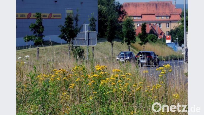 Für die einen sind das Wildkräuter, für die anderen Unkraut: Betriebshof und Naturschützer hoffen auf mehr Verständnis bei der Landschaftspflege. Im Bild ein Stück Natur an der Leopoldstraße bei den Franzosenäckern, unweit des Industriegebietes. Bild: Stephan Huber