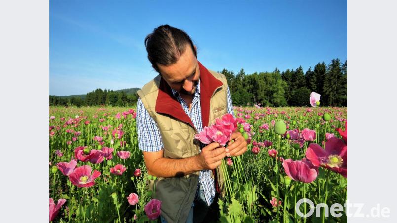 Bio-Landwirt Josef Schmidt kontrolliert täglich den Stand im Mohnfeld. Er ist zufrieden. Jedoch verzögere sich heuer wegen des kalten Frühlings die Ernte um ein paar Wochen. Bild: ubb