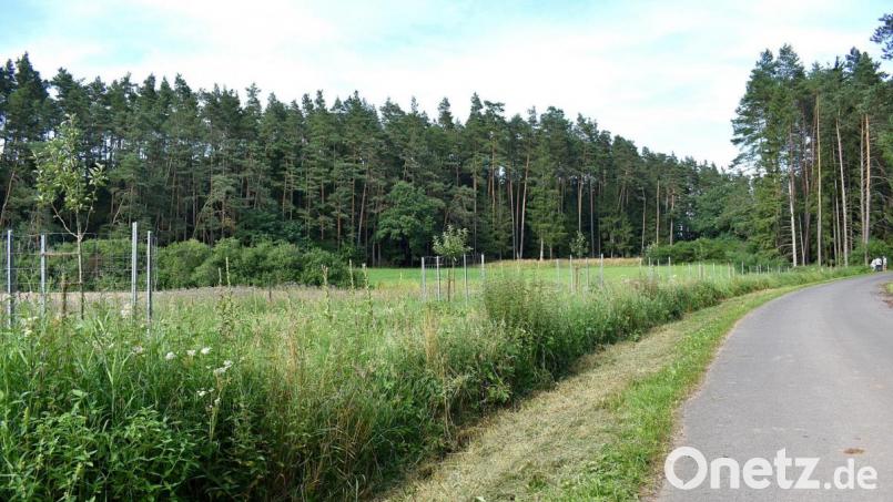 Gut entwickelt sich die Streuobstwiese als Bienenweide am Schafsteg bei Nasnitz. Bild: sck