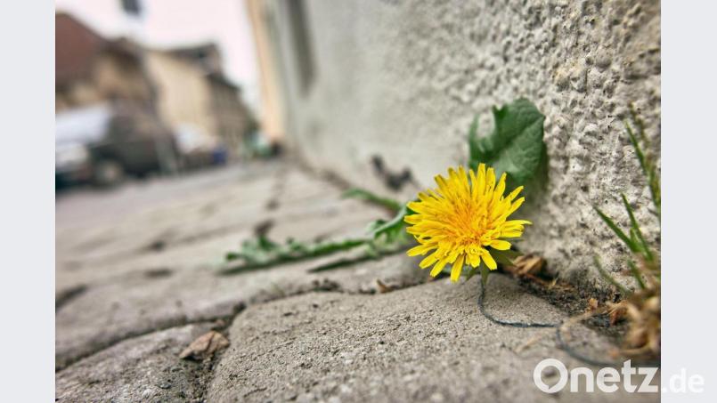 SPD-Stadtrat Anton Hauer monierte in der vergangenen Sitzung das schlecht gepflegte Stadtgebiet. Symbolbild: Frank Rumpenhorst/dpa