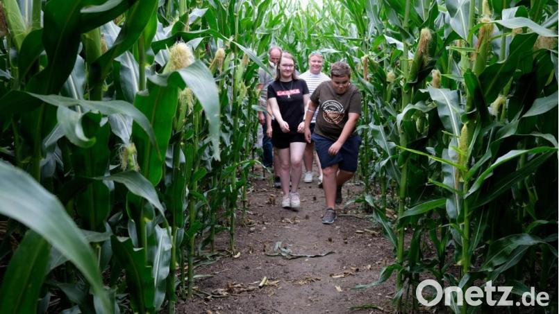 Erfolgreicher Probelauf: Die Kinder von Bürgermeister Christian Ziegler hatten ihren Spaß bei der Schnitzeljagd durch das Maislabyrinth in Freihöls. Bild: Hirsch