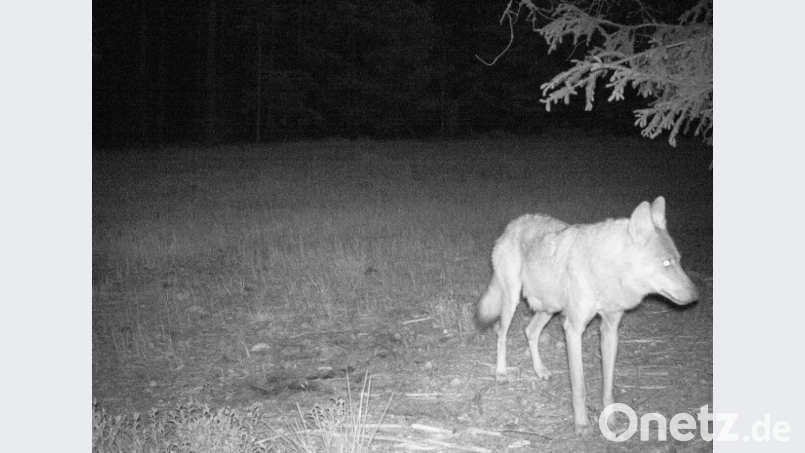 Ein Bild der Fähe im Manteler Forst aus dem Jahr 2020. Anfang August kam der Beweis aus dem Labor. Das aus Sachsen stammende Tier hat auch in diesem Frühjahr mindestens einen jungen Wolf zur Welt gebracht. Archivbild: Bayerische Staatsforsten AöR
