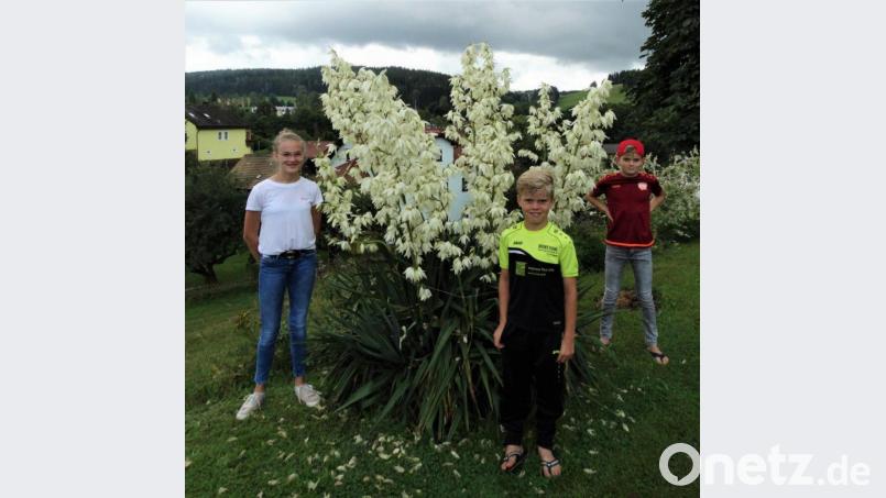 Die imposante Palmlilie mit ihren 13 Blütenständen, umrahmt von den Enkelkindern: Sarah, Moritz und Raphael Hecht (von links) Bild: twg