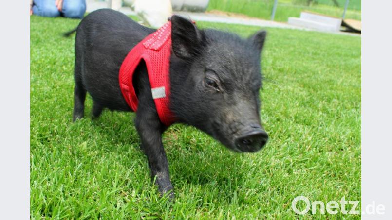 Den Rüssel wagemutig nach vorn gestreckt, so erobert Schweinchen Napoleon den Übungsplatz der Hundeschule. Bild: m