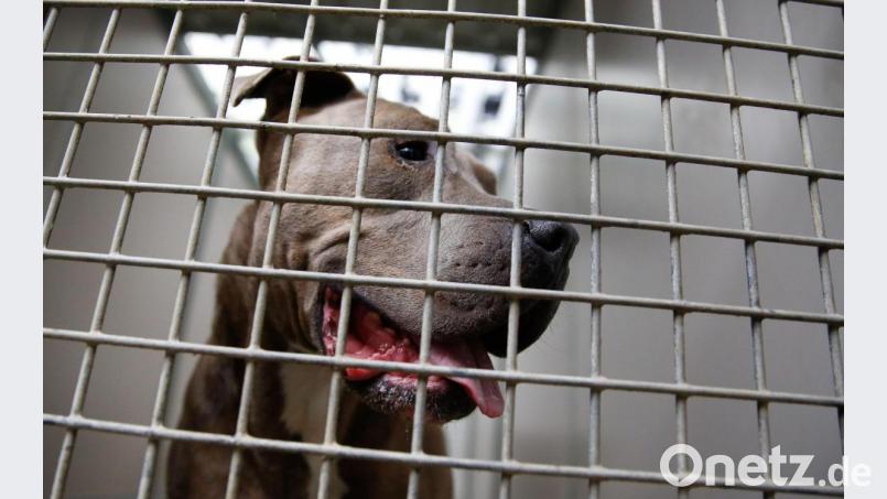 Für Kampfhunde wie etwa diesen Bullterrier auf dem Symbolbild muss in der Marktgemeinde Konnersreuth künftig eine jährliche Steuer von 1000 Euro bezahlt werden. Symbolbild: Axel Heimken/dpa