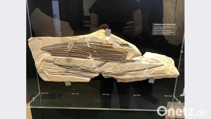 Die rund 50 Zentimeter lange Brustflosse ist momentan im Jura-Museum in Eichstätt ausgestellt. Bild: Marion Götz