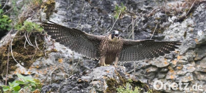 Ein junger Wanderfalke beim Abflug im Flembachtal. Bild: Johannes Wolf