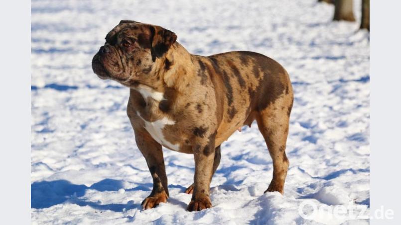 Seit der American Bulldog wieder in der Heimat ist, hat er schon wieder Nachkommen gezeugt. Archivbild: privat