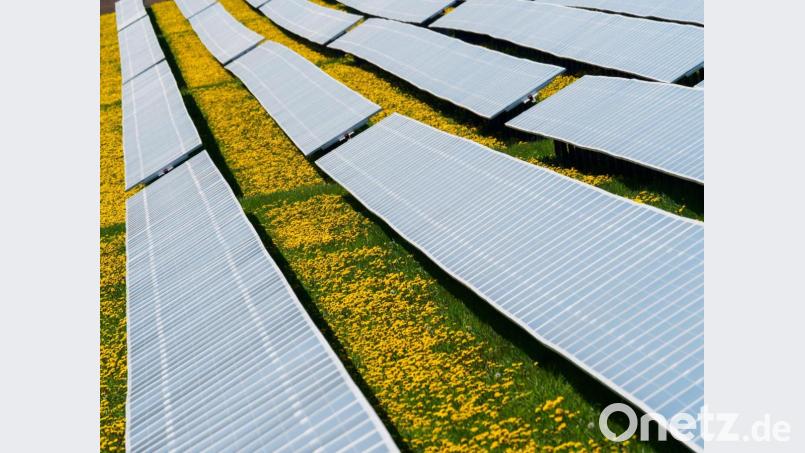 Löwenzahn-Blumen blühen auf einer Photovoltaik-Freiflächenanlage in Bayern. Einen richtungsweisenden Beschluss zur Nutzung von Solarenergie hat der Gleiritscher Gemeinderat gefasst. Symbolbild: Nicolas Armer/dpa