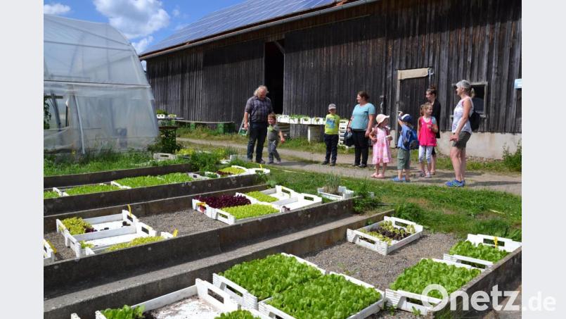 Chef Fritz Steinhilber führte die Kinder und ihren Eltern durch seine Felder und Gewächshäuser der Bioland-Gemüse-Gärtnerei in Uchamühle im Rahmen des Ferienprogramms. Bild: gi