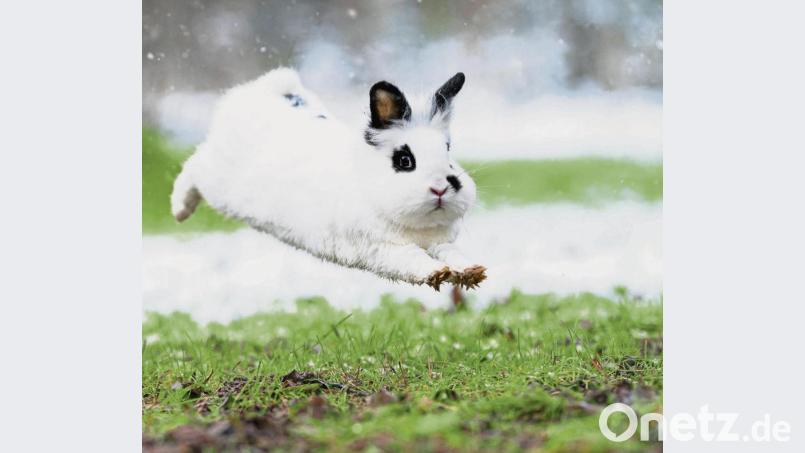 Hauskaninchen lieben es, wenn sie genügend Platz zum Springen und Haken schlagen haben. Bild: Bild: Jan-Peter Schmidt/Kaninchenhilfe Deutschland e.V./dpa