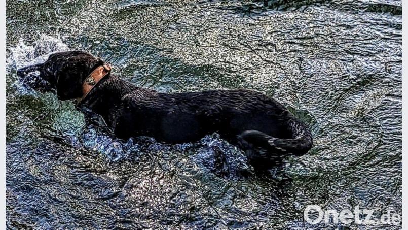 Das Foto beweist: Ronja war eine gute Schwimmerin. Bild: Fernando Penzo