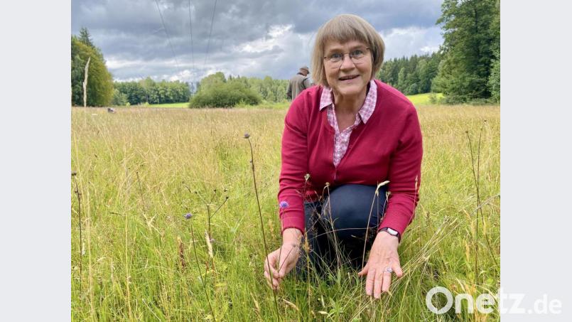 Der Teufelsabbiss, ein unscheinbares Pflänzchen, auffällig nur durch seine in der Natur eher seltene Farbe. Cäcilia Kastl-Meier weiß um seine Bedeutung nicht nur für den Goldenen Scheckenfalter. Bild: Eichl