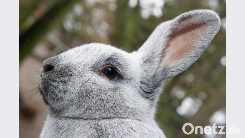 Dieses Rassekaninchen (Helle Großsilber) macht einen gesunden Eindruck. Doch gerade im Sommer sollten Haustierbesitzer ihre Schützlinge genau im Blick und deren Fell trocken halten. Ansonsten droht Fliegenmadenbefall – Larven können dort teilweise innerhalb weniger Stunden schlüpfen. Bild: Stefan Sauer/picture alliance/dpa