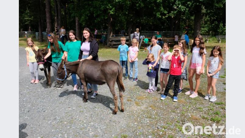 &quot;Ehrengäste&quot; beim Tag der Kleintierzucht waren zwei Esel. Auch sie genossen viel Aufmerksamkeit Bild: do