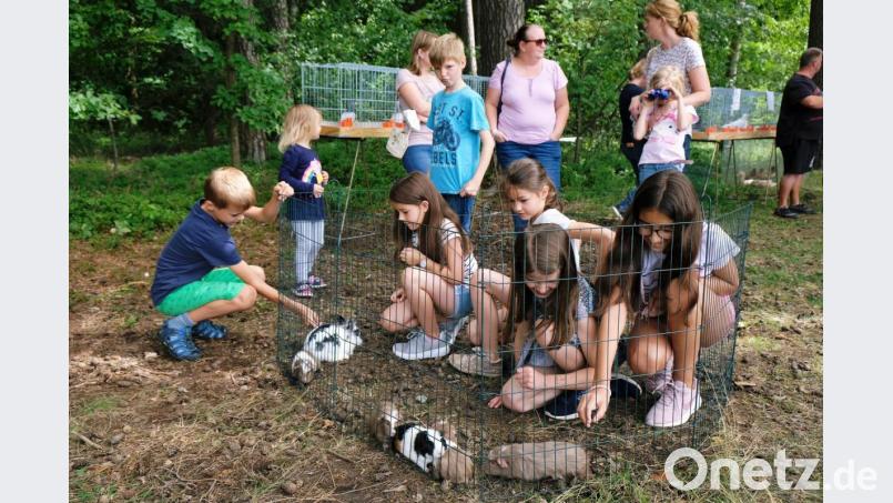 Möglichst nah wollten die Kids den Meerschweinchen kommen Bild: do