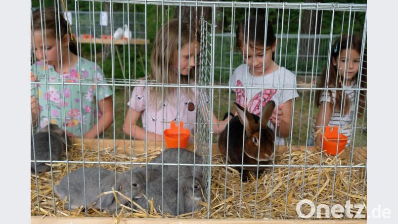 Hinter Gittern und doch faszinierend: die Rassekaninchen Bild: do