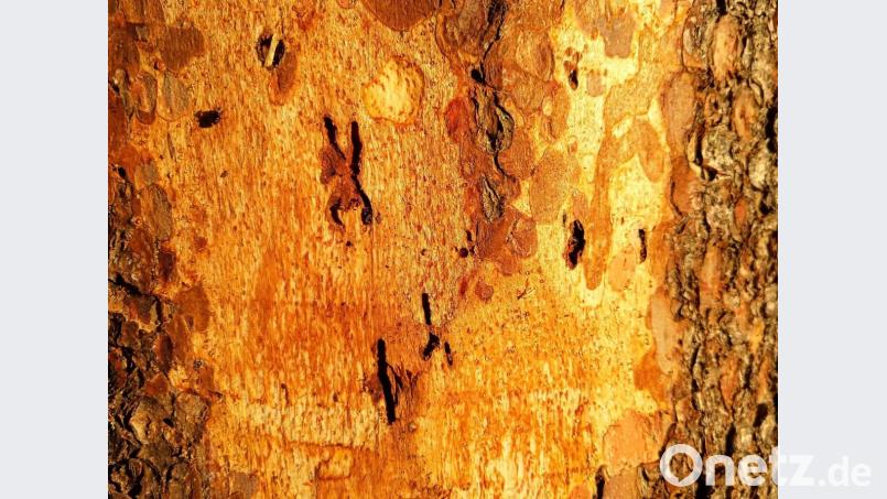 Beginnende Fraßgänge bei einem vom Borkenkäfer befallenen Baum. Bild: jzk