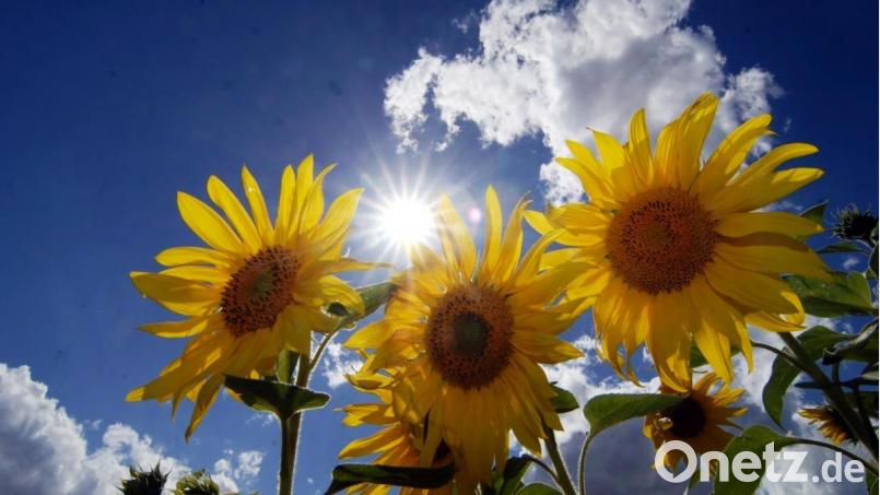 Das Wetter wird an diesem Wochenende nochmal sommerlich. Ab Dienstag folgen dann kühlere Temperaturen und einige Schauer. Archivbild: Alexander Unger