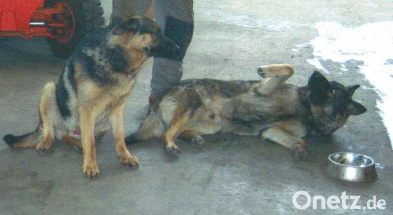 Josef Balk seniors Hunde Rocky und Brutus (rechts im Bild) wurden vergiftet. Archivbild: fjo