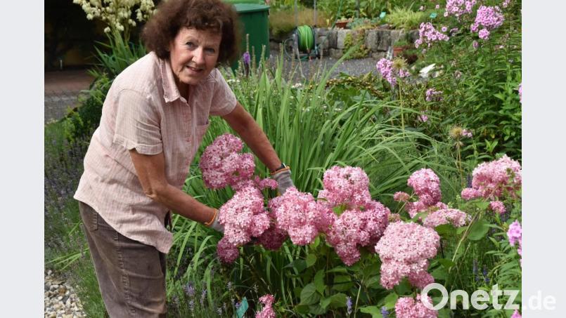 &quot;Gartenfee&quot; Renate Flauger beim Pflegen einer Rispenhortensie. Bild: hcz