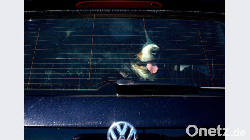 Am Donnerstag befreite die Polizei einen Hund aus einem überhitzten Wagen. Symbolbild: Axel Heimken