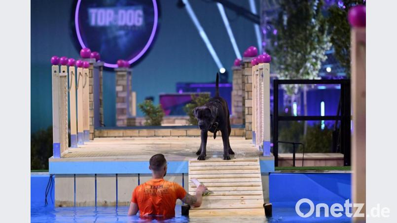Wasserscheu? Der Weidener Florian Büttner versucht in der RTL-Show Hund &quot;Pünktchen&quot; ins Wasser zu locken. Bild: TVNOW/Markus Hertrich