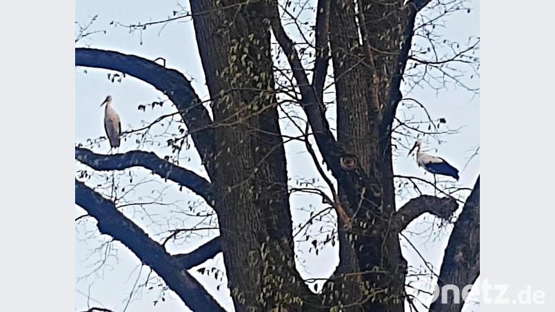Das Storchenpaar auf der hohen Ulme im "oberen Dorf". Bild: ld